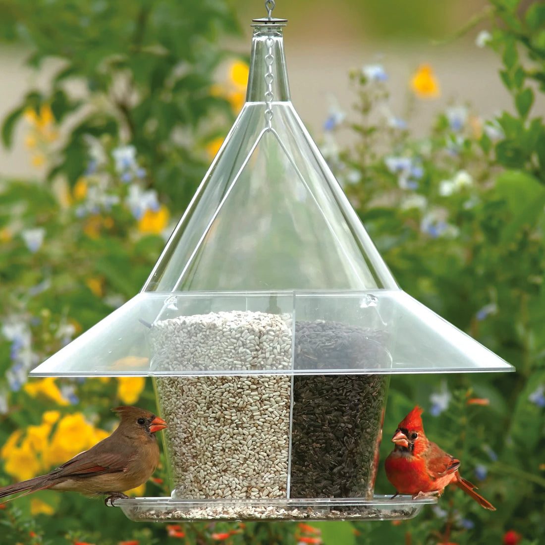 Male and female northern cardinals feeding at a clear cone-roof cafe feeder filled with safflower and sunflower seed
