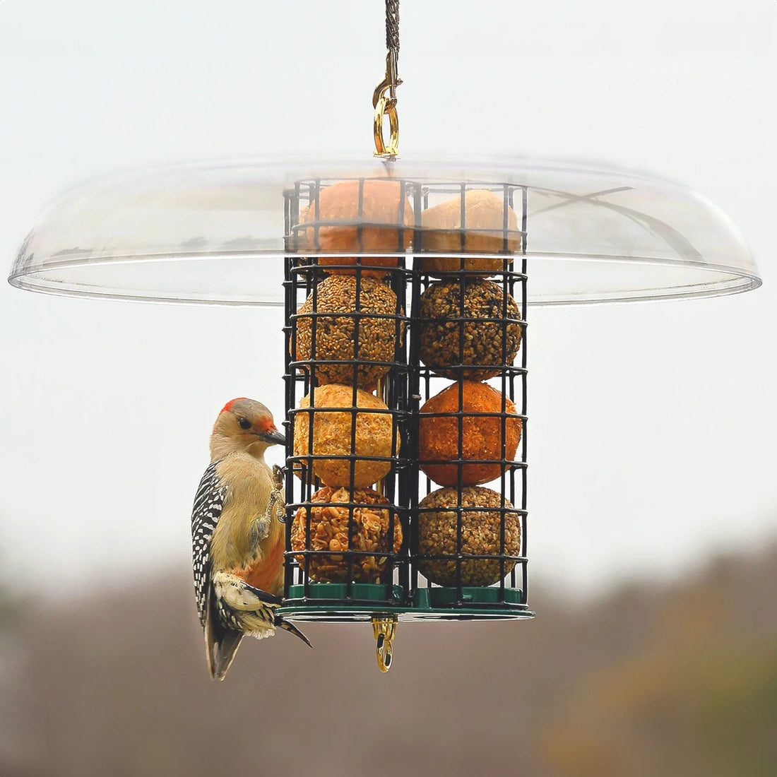 Deluxe Seed & Suet Ball Feeder