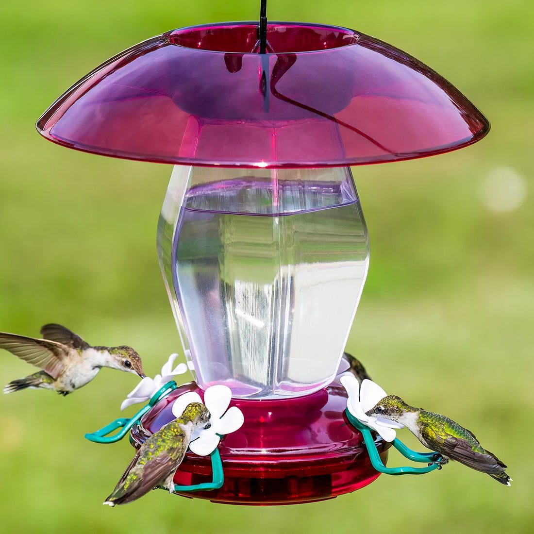 Jubilee Hummingbird Feeder