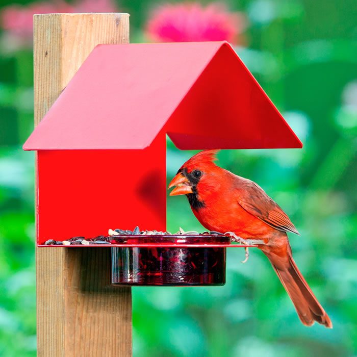 Red Metal & Glass House Bird Feeder with visiting birds