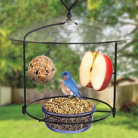 Bluebird Buffet