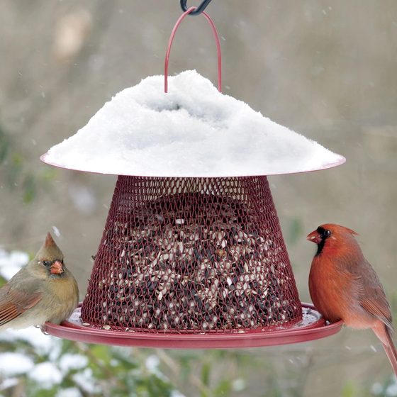 Cardinal Wire Mesh Feeder