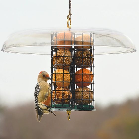 Deluxe Seed & Suet Ball Feeder