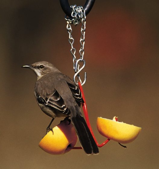 Fruit Feeder