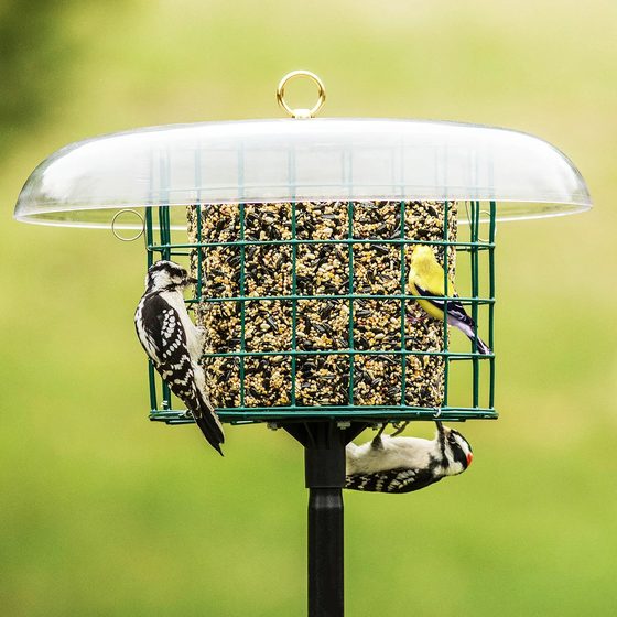 Protected Seed Block Haven Bird Feeder & Pole