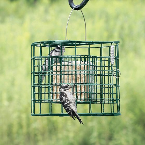 Squirrel Proof Suet Sanctuary